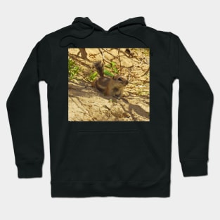 Squirrels, antelope squirrel, wildlife, Break Time Hoodie